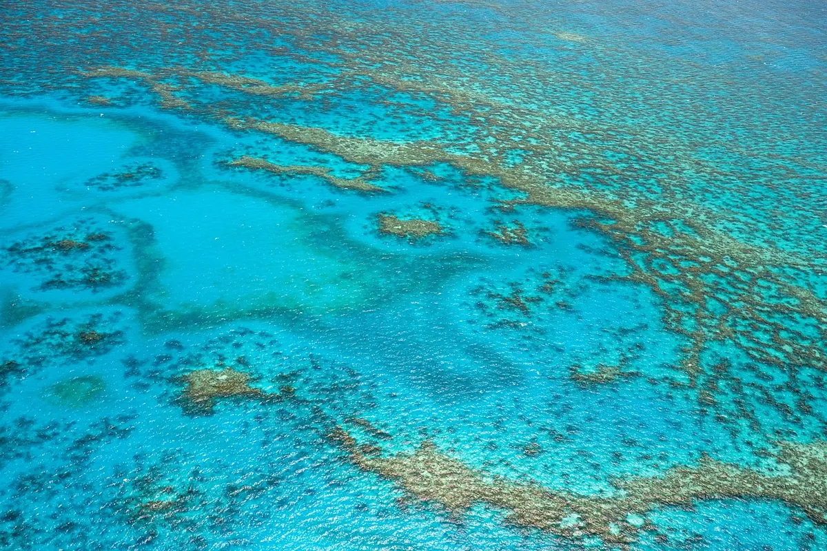 A Beginner's Guide to Coral Reef Zones: From Lagoon to Fore Reef