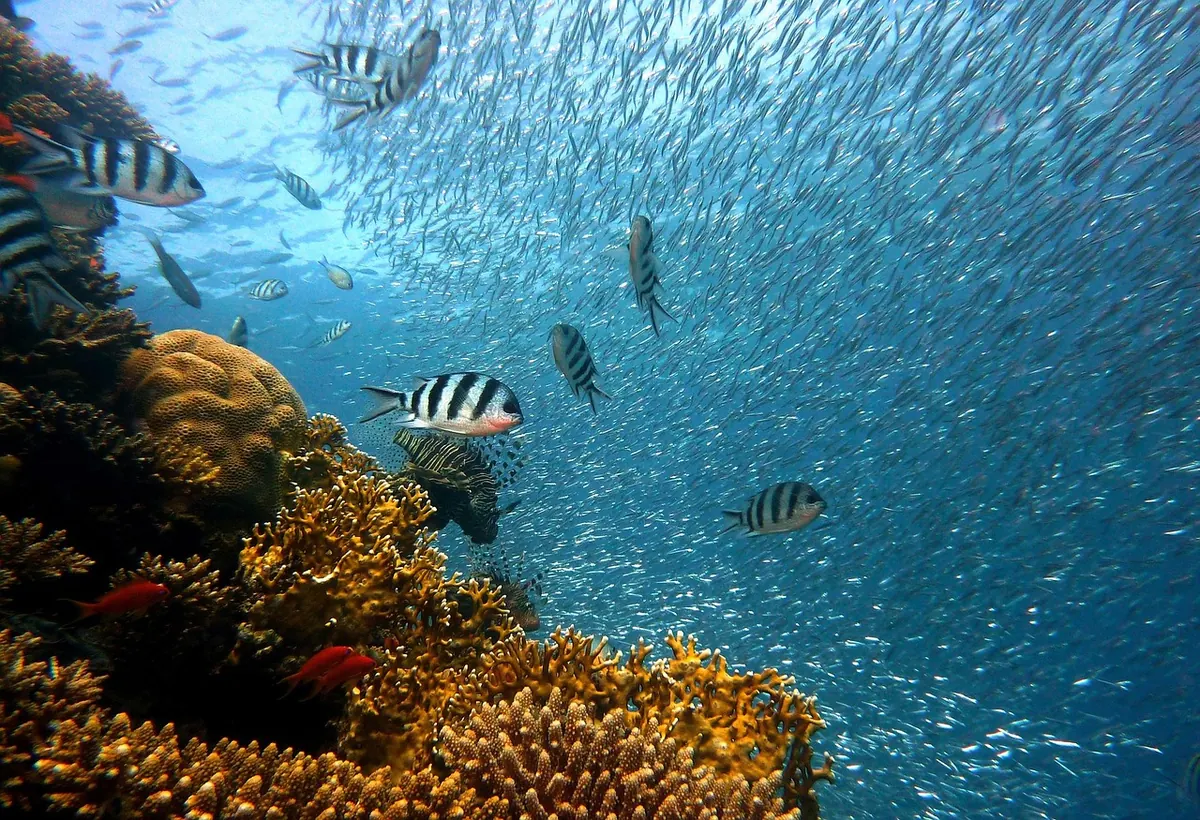 Coral Bleaching Explained: Signs, Causes and Recovery