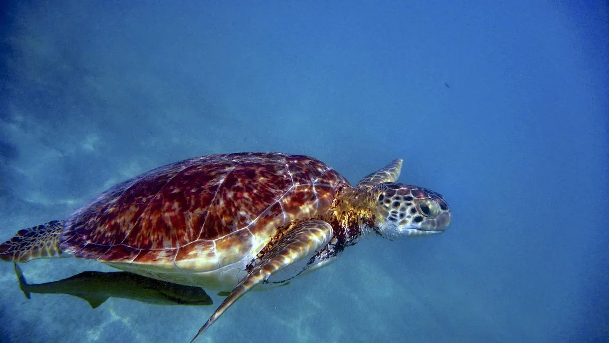 How to Identify Five Common Caribbean Corals on a Snorkel