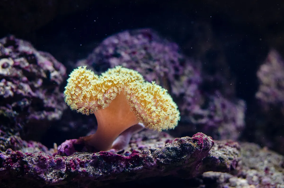 How to Set Up a Reef-Safe Aquarium: A Beginner's Guide